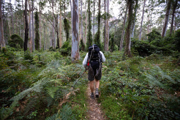 A retiree hikes through a beautiful tree forest with ferns and tall trees stock photo