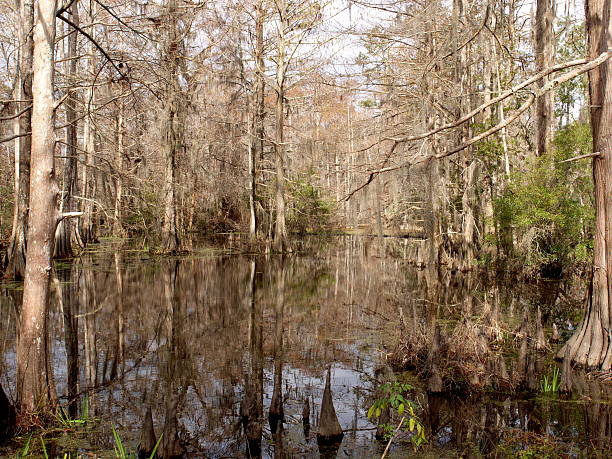 istock Swamp scene in Louisiana 94992635