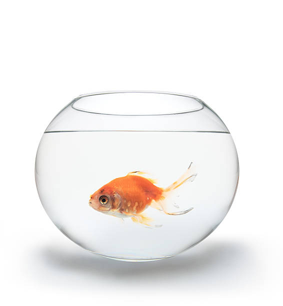 istock Red fish in a glass bowl on white background 94992659