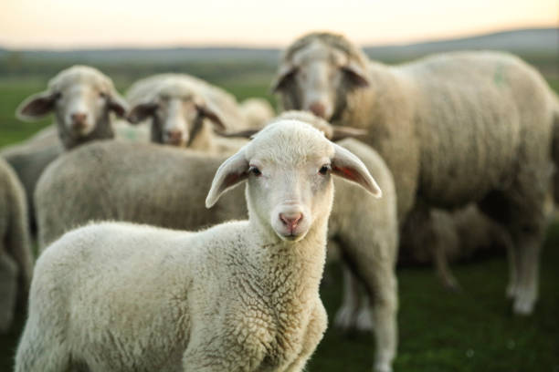 schaf - lamb rural scene sheep field stock-fotos und bilder