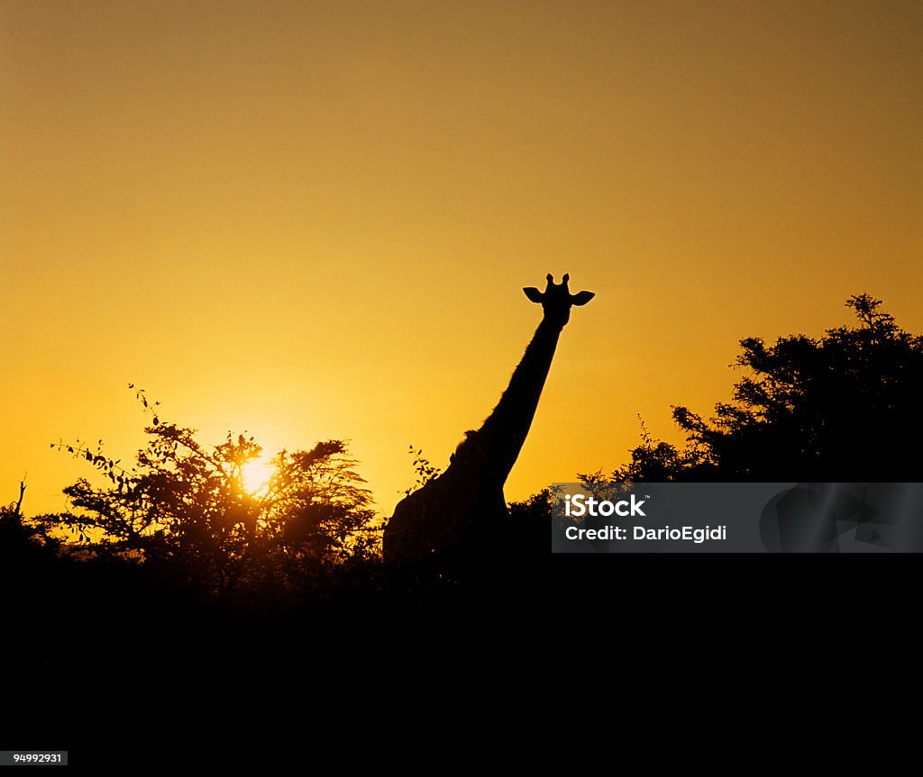 Animali Giraffa al tramonto - Foto stock royalty-free di Africa