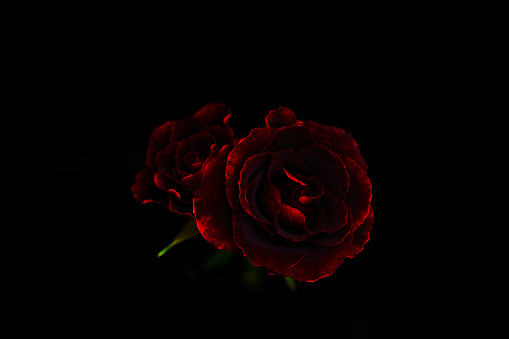 Crimson rose emerging in the black back darkness