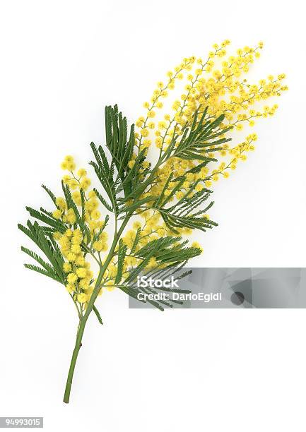 ブランチの黄色いミモザの花の背景に白色 - ミモザのストックフォトや画像を多数ご用意 - ミモザ, 花, 白背景