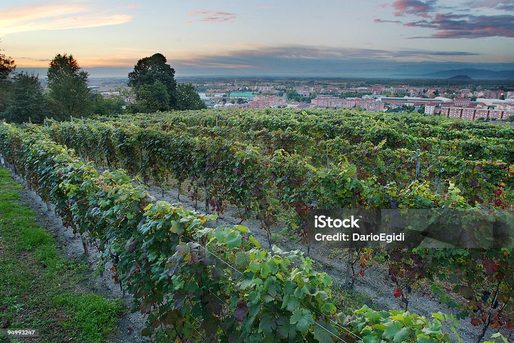 Landschaft Land grapevine in Pinerolo, ITALIEN - Lizenzfrei Provinz Turin Stock-Foto