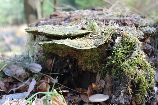 a tree trunk obergrown with mushrooms and moss