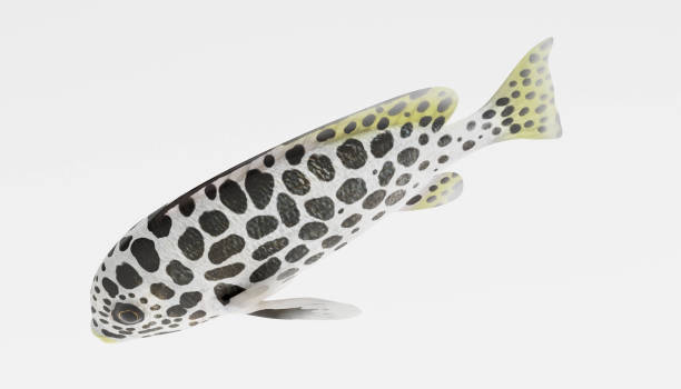 istock Realistic 3D Render of Andaman Sweetlips Fish 949939270