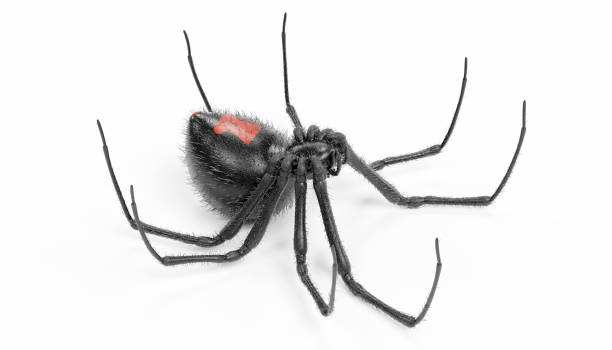 istock Realistic 3D Render of Black Widow Spider 949939398