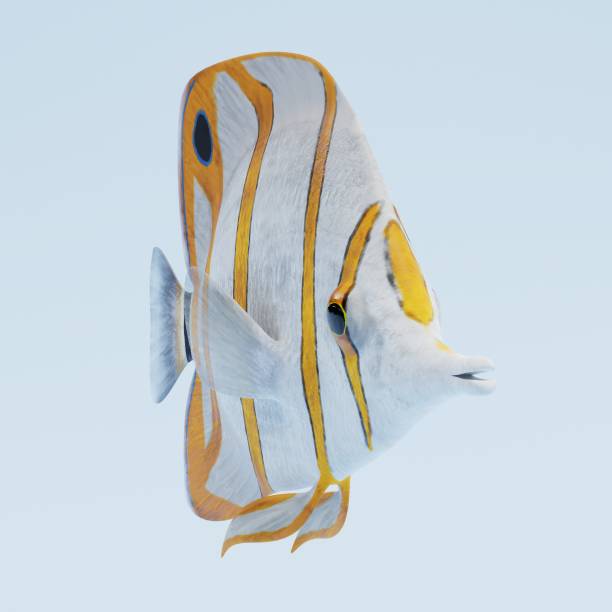 istock Realistic 3d Render of Copperband Butterflyfish 949939642