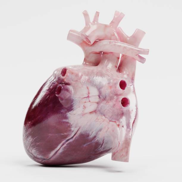 istock Realistic 3d Render of Human Heart 949939906