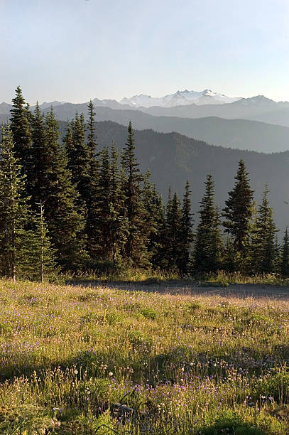 Meadows  north cascades national park cascade range waterfall snowcapped stock pictures, royalty-free photos & images