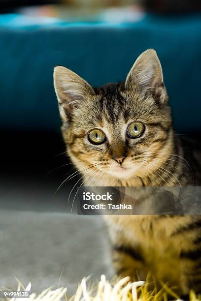 Gattino Curioso - Fotografie stock e altre immagini di Accudire - Accudire, Ambientazione interna, Animale