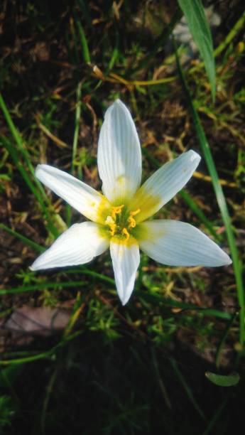 Beautiful of flowers