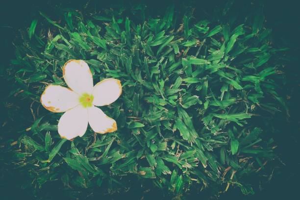 istock Frangipani Flower on Grass in Vintage Style with Space for Text. 949941598