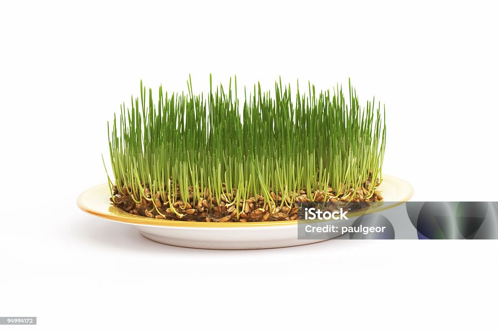 fresh grain on a plate  Agricultural Field Stock Photo