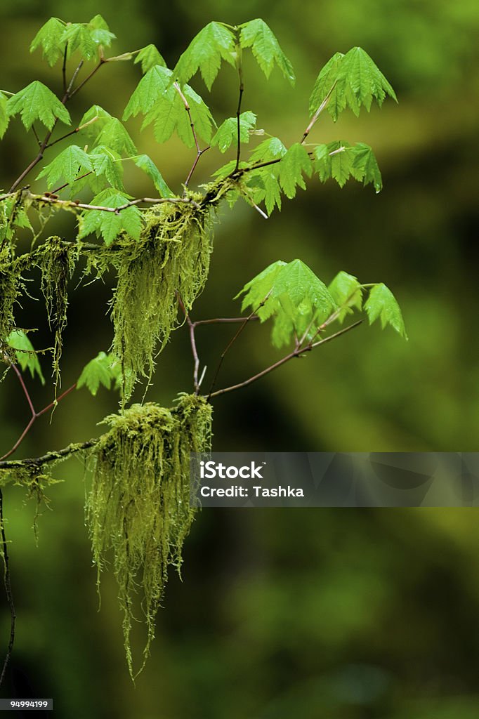 Le printemps dans la forêt tropicale - Photo de Arbre libre de droits