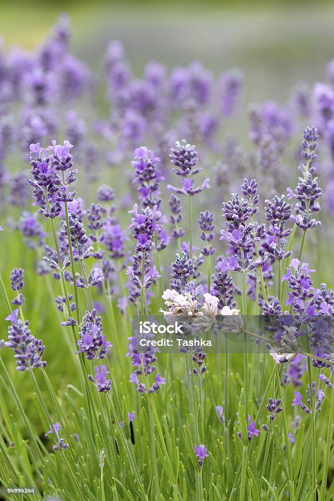 Lavender field  Agricultural Field Stock Photo