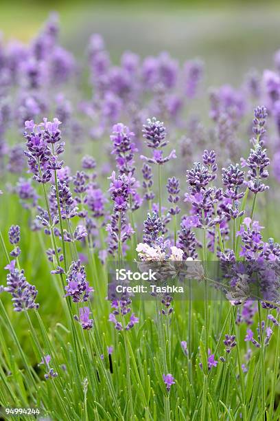 Lavender Field Stock Photo - Download Image Now - Agricultural Field, Agriculture, Aromatherapy