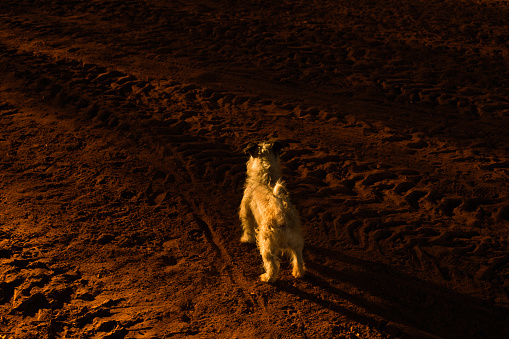 Dog on the red planet - Mars.