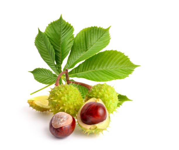 frutas de castaño de indias (aesculus) con leawes. - barb horse fotografías e imágenes de stock