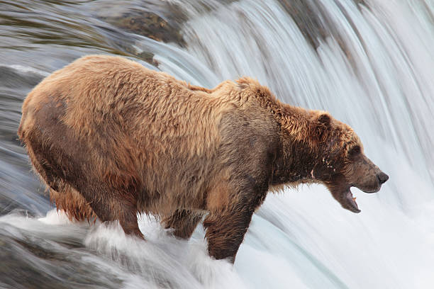 istock fishing bear, NPKatmai, Alaska 94995342