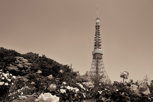 Tokyo Tower as the city landmark with flowers. Japan.