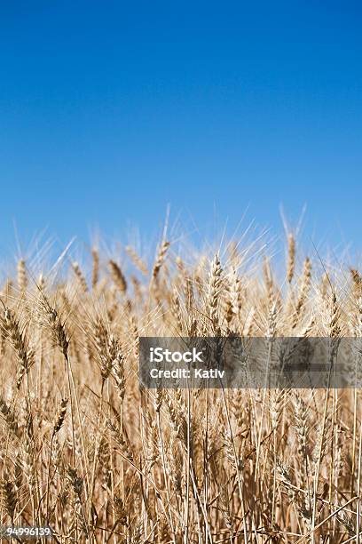 Orzo Pronto Per Il Raccolto - Fotografie stock e altre immagini di Agosto - Agosto, Agricoltura, Agricoltura biologica