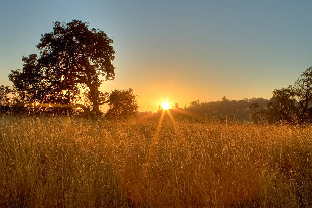 wschód słońca z drzewa-tryb hdr zdjęcie - oak tree tree grass hdr zdjęcia i obrazy z banku zdjęć