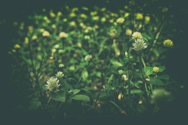 istock Gomphrena Celosioides  Mart Flower wiht Space for Text in Vintage Style. 949966396