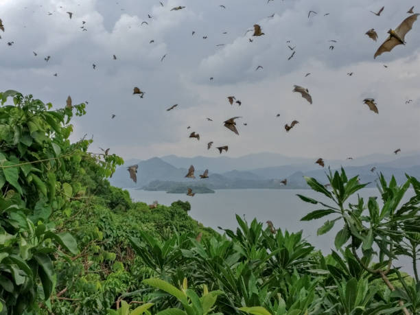 istock Lake Kivu, Rwanda (africa) 949967174