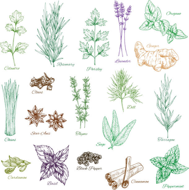 wektor ikony zestaw przypraw i ziół przyprawy - parsley cilantro leaf leaf vegetable stock illustrations
