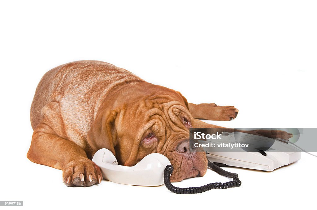 Long Phone Call  Dog Stock Photo