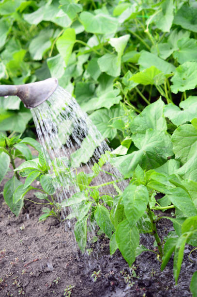 istock water from a watering can is poured on a  bed 949973850