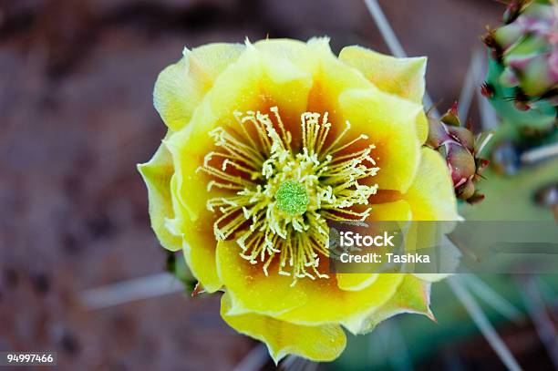 Żółty Kaktus W Skali Makro - zdjęcia stockowe i więcej obrazów Bez ludzi - Bez ludzi, Czerwony, Dziki kwiat