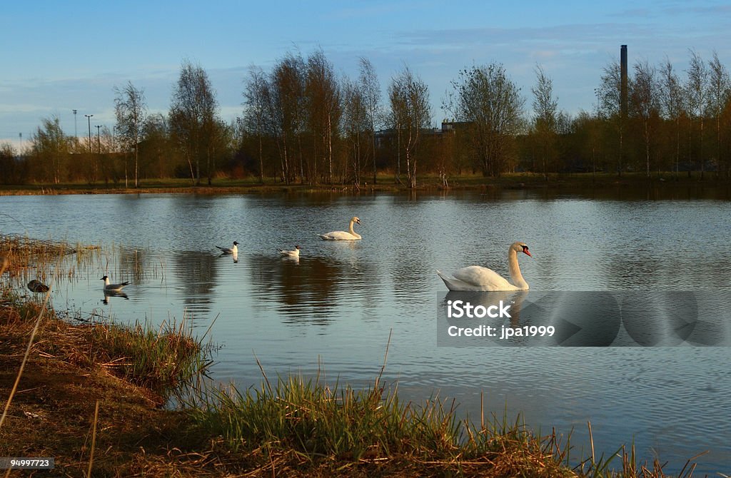 Urban Lac swan - Photo de Animaux à l'état sauvage libre de droits