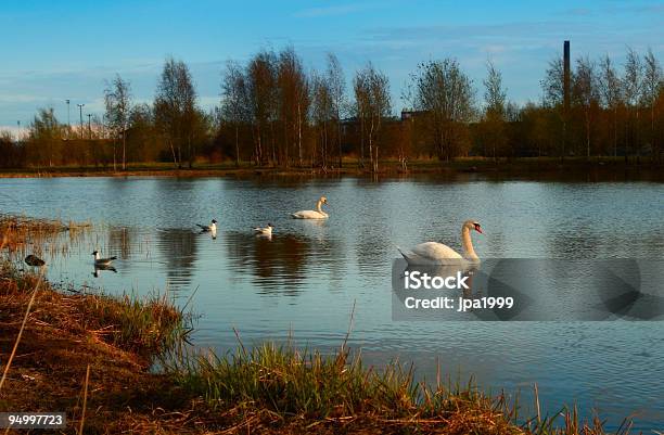 Photo libre de droit de Urban Lac Swan banque d'images et plus d'images libres de droit de Animaux à l'état sauvage - Animaux à l'état sauvage, Beauté de la nature, Crépuscule