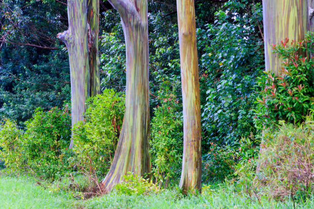 eucalipto de colores del arco iris en las islas hawai - hawaii islands maui big island tropical climate fotografías e imágenes de stock