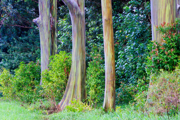 eucalyptus de couleur arc en ciel dans les îles hawaii - hawaii islands maui big island tropical climate photos et images de collection