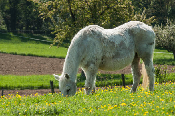 istock white horse in a meadow 949977840