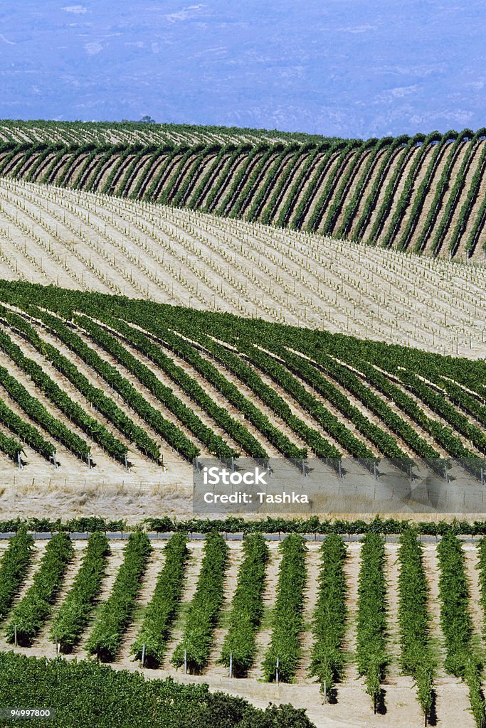 Napa Valley - Foto de stock de Rio Russian royalty-free