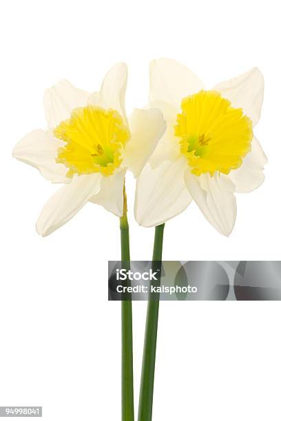 Daffodils - zdjęcia stockowe i więcej obrazów Bez ludzi - Bez ludzi, Białe tło, Biały