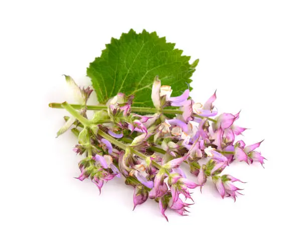 Salvia sclarea, clary, or clary sage, is a biennial or short-lived herbaceous perennial in the genus Salvia. Isolated on white background.