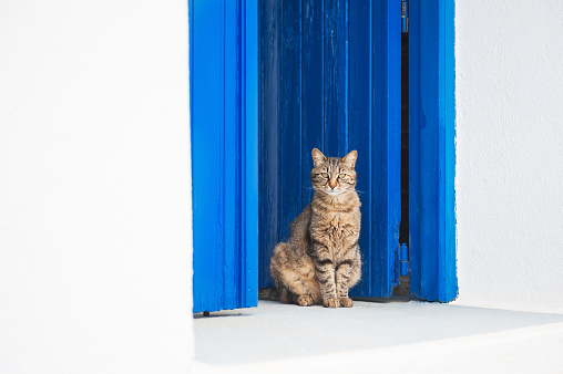 Cat sitting on the doorstep. White building with blue door on Santorini island, Greece.