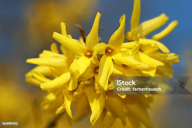 Photo libre de droit de Golden Forsythia Gros Plan banque d'images et plus d'images libres de droit de Arbre en fleurs - Arbre en fleurs, Avril, Croissance