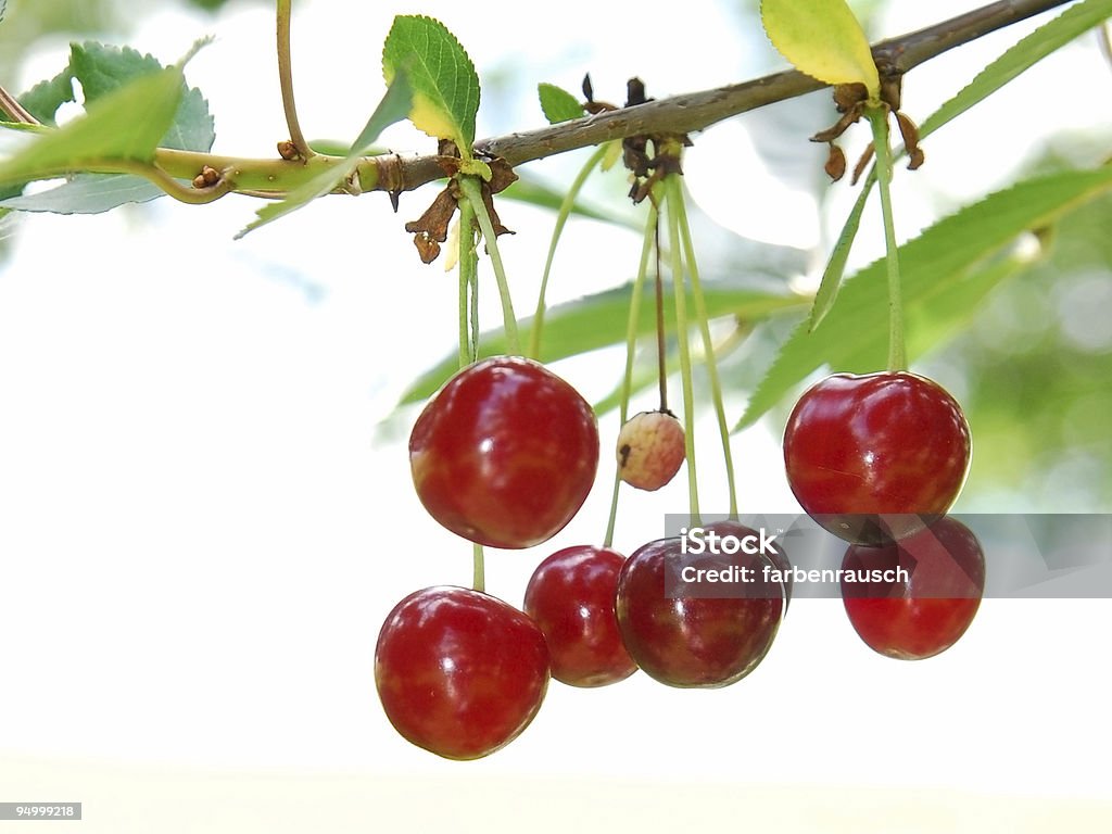 Kirschen auf die tree - Lizenzfrei Baum Stock-Foto