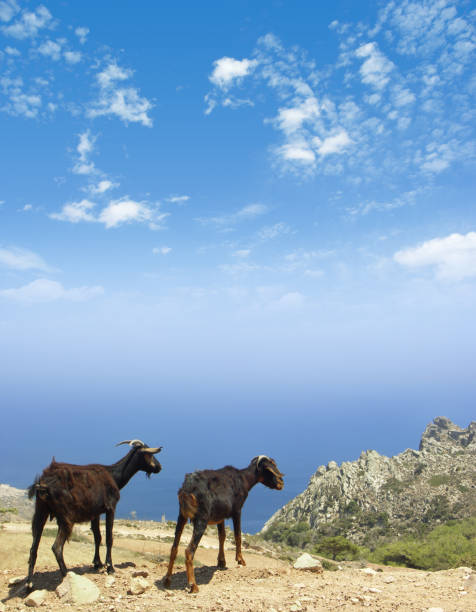 Goat lying on the road on a lonely road through the Greek mountains, goats on the street in greece.