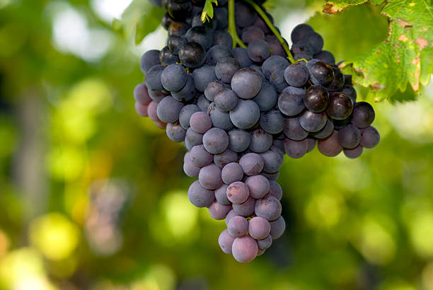 redwine 포도 - kelowna white wine grape canada 뉴스 사진 이미지