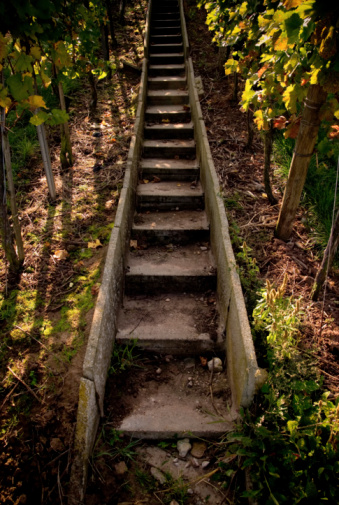 scenic forest landscape, entrance to the forest, green moss and lichen-covered curved stairway in the tropical jungle or pine forest with sunlight background