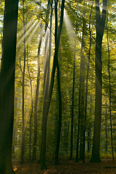 bosque de otoño - english oak fotografías e imágenes de stock