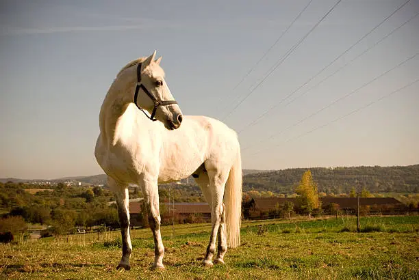 Photo of horse on field