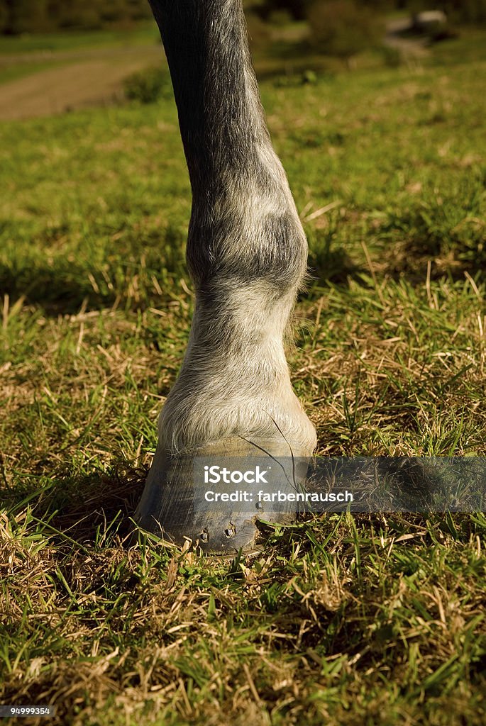 detail eines Pferdes hoof - Lizenzfrei Bewegung Stock-Foto